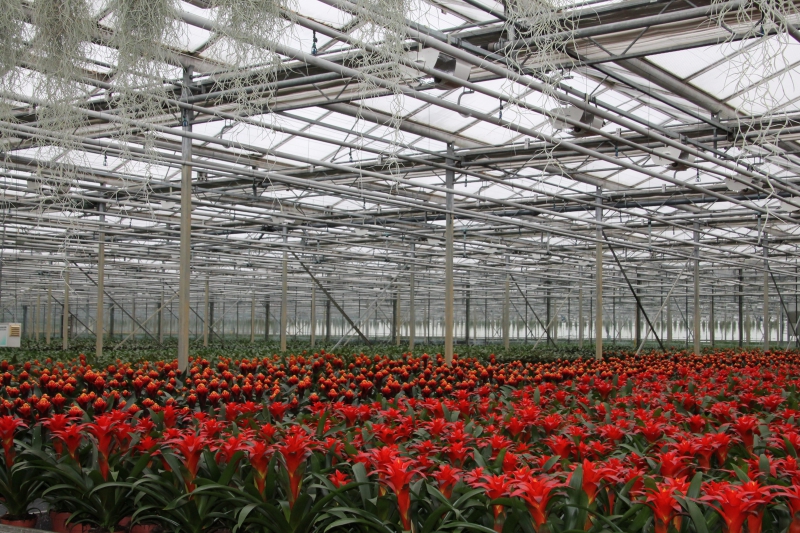 pepiniere-VILLENEUVE D ENTRAUNES-min_nursery-bromeliad-greenhouse-flower-plant-botany-1609217-pxhere.com